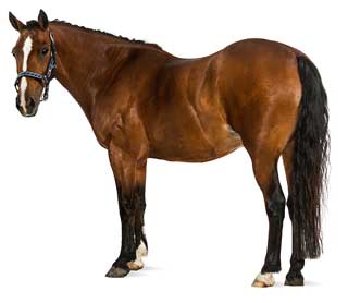 horse